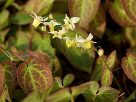 Epimedium 'Sulphureum' - sadzonki C0,7 | Byliny Farm