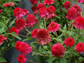 Jeżówka 'Paso Doble Fuchsia' - pomponowe kwiaty na sztywnych pędach
