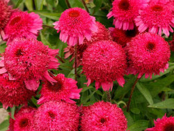 Jeżówka 'Paso Doble Fuchsia' - pomponowe kwiaty z bliska