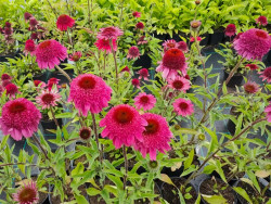 Jeżówka 'Paso Doble Fuchsia' - kwitnące rośliny w doniczkach w szkółce