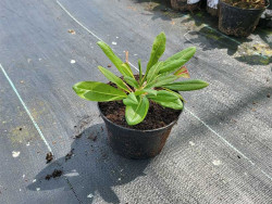 Rdest pokrewny 'Darjeeling Red' - sadzonki C0,7 | Byliny Farm