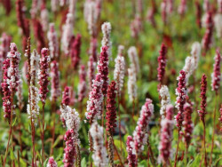 Rdest pokrewny 'Darjeeling Red' - sadzonki C0,7 | Byliny Farm