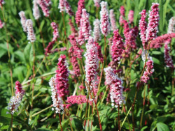 Rdest pokrewny 'Darjeeling Red' - sadzonki C0,7 | Byliny Farm