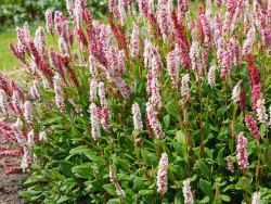 Rdest pokrewny 'Darjeeling Red' - sadzonki C0,7 | Byliny Farm