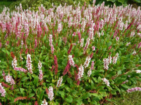 Rdest 'Darjeling Red' - sadzonki C0,7 | Byliny Farm