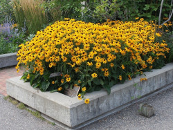 Rudbekia błyskotliwa 'Goldsturm' - kwitnąca kępa na podwyższonej rabacie