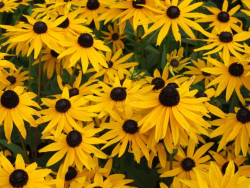 Rudbekia błyskotliwa 'Goldsturm' - gęste kwiaty z ciemnym środkiem z góry