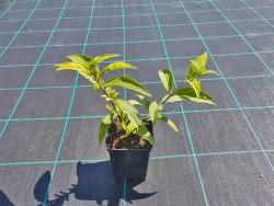 Budleja Dawida 'Nanho Blue' - sadzonki P9 | Byliny Farm