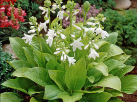Funkia 'Royal Standard' - sadzonki C0,7 | Byliny Farm