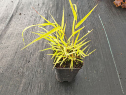 Hakonechloa 'Sunflare' - sadzonki P9 | Byliny Farm