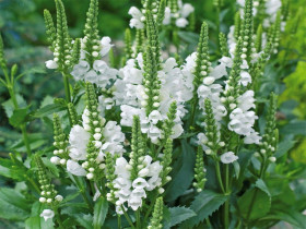 Odętka wirginijska 'Crystal Peak White' - sadzonki P9 | Byliny Farm