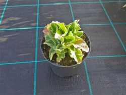 Dziewanna 'Rosie' - sadzonki C0,7 | Byliny Farm