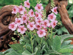 Dziewanna 'Rosie' - sadzonki C0,7 | Byliny Farm
