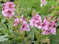 Dziewanna 'Rosie' - sadzonki C0,7 | Byliny Farm