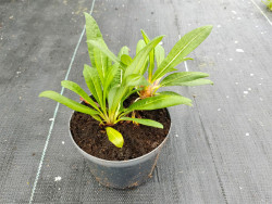 Rdest pokrewny 'Darjeeling Red' - sadzonki C0,7 | Byliny Farm