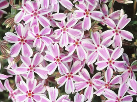 Płomyk 'Kimono Pink' - sadzonki P9 | Byliny Farm
