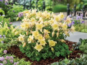 Orlik błękitny 'Earlybird Yellow' - sadzonki P9 | Byliny Farm