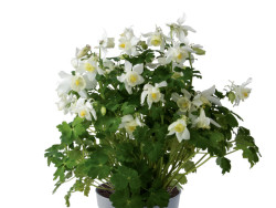 orlik Spring Magic White - aquilegia caerulea Spring Magic White