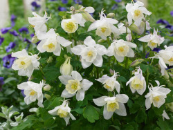 orlik Spring Magic White - aquilegia caerulea Spring Magic White