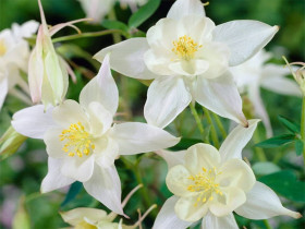 Orlik 'Spring Magic White' - sadzonki P9 | Byliny Farm
