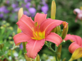 Liliowiec 'Pink Damask' - sadzonki 1L | Byliny Farm