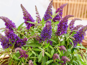 Budleja 'Butterfly Candy Little Purple' - sadzonki | Byliny Farm