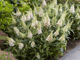 Budleja 'Butterfly Candy Little White' - sadzonki | Byliny Farm