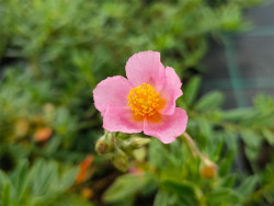 Posłonek 'Lawrenson's Pink' - sadzonki P9 | Byliny Farm