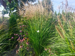 Miskant chiński 'Gracillimus' - sadzonki | Byliny Farm