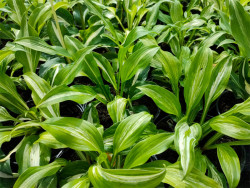 Funkia 'Mediovariegata' - sadzonki C0,7 | Byliny Farm