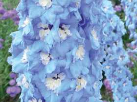 Ostróżka 'Magic Fountain Sky Blue White Bee' - sadzonki | Byliny Farm