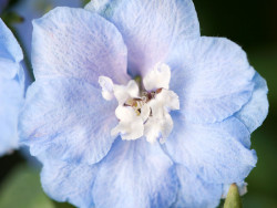 ostróżka Magic Fountain Sky Blue White Bee - delphinium x cultorum