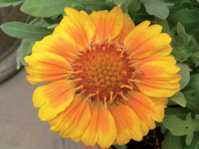 Gailardia 'Arizona African Sunset' - sadzonki P9 | Byliny Farm