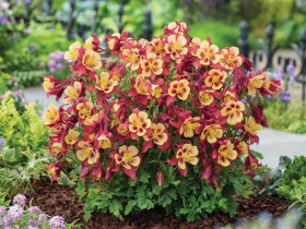Orlik błękitny 'Earlybird Red Yellow' - sadzonki P9 | Byliny Farm