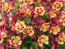 Orlik 'Earlybird Red Yellow' - liczne kwiaty z góry