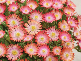 Delosperma 'Ice Cream Salmon' - sadzonki P9 | Byliny Farm