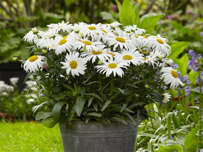 Złocień wielki 'White Lion' - sadzonki P9 | Byliny Farm