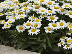 Złocień wielki 'White Lion' - sadzonki P9 | Byliny Farm