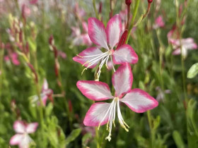 Gaura 'Rosy Jane' - sadzonki P9 | Byliny Farm