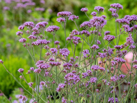 Werbena patagońska 'Bonnie Blue' - sadzonki P9 | Byliny Farm