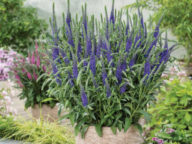 Przetacznik 'Anniversary Blue' - sadzonki P9 | Byliny Farm