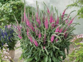 Przetacznik 'Anniversary Rose' - sadzonki P9 | Byliny Farm