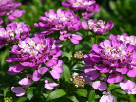 Ubiorek wiecznie zielony 'Absolutely Amethyst' - sadzonki | Byliny Farm