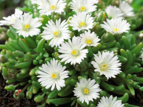 Delosperma Alba - sadzonki P9 | Byliny Farm