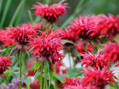 Pysznogłówka 'Cambridge Scarlet' - sadzonki P9 | Byliny Farm