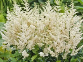 Tawułka 'Astary White' - sadzonki 1L | Byliny Farm