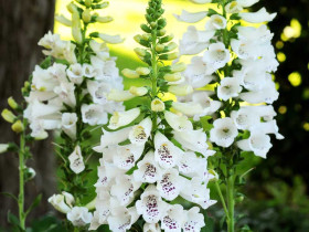Naparstnica 'Dalmatian White' - sadzonki P9 | Byliny Farm