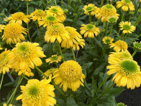 Jeżówka 'Sunny Days Lemon' - sadzonki | Byliny Farm