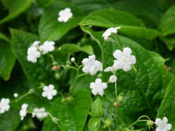 Ułudka wiosenna 'Alba' - sadzonki P9 | Byliny Farm