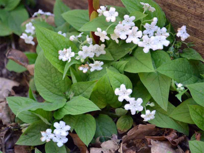 Ułudka wiosenna 'Alba' - sadzonki P9 | Byliny Farm